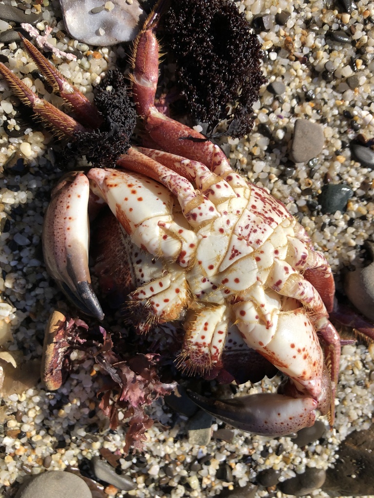 Pacific rock crab