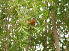 Sporophila hypoxantha
