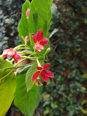 Combretum indicum