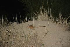 Meriones persicus