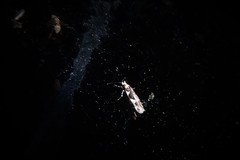 Pyroderces deamatella