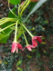 Combretum indicum