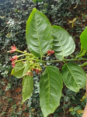 Combretum indicum