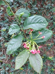 Combretum indicum