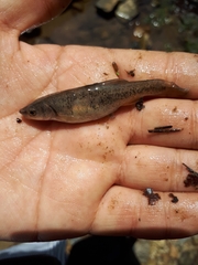 Rhynchocypris oxycephalus