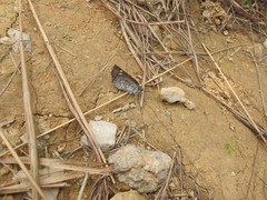Caprona alida