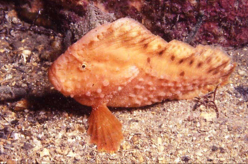 Smooth Prowfish
