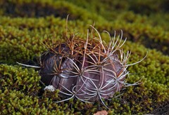 Echinopsis ancistrophora