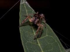 Artabrus aurantipilosus