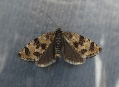 Olethreutes galaxana