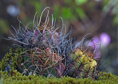 Echinopsis ancistrophora