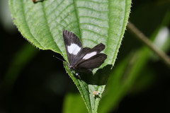 Corrachia leucoplaga