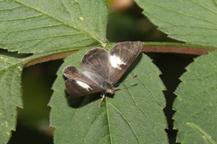 Corrachia leucoplaga