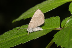Corrachia leucoplaga