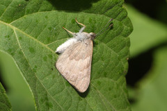 Corrachia leucoplaga