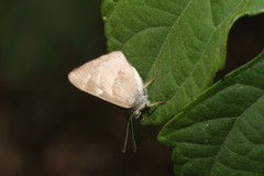 Corrachia leucoplaga