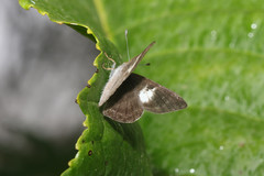 Corrachia leucoplaga