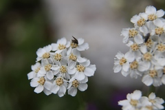 Achillea clavennae