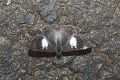 Corrachia leucoplaga