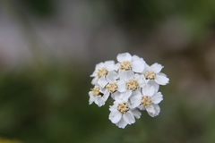Achillea clavennae