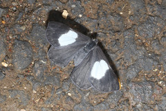 Corrachia leucoplaga