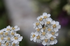 Achillea clavennae