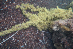 Cystophora subfarcinata