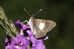 Corrachia leucoplaga