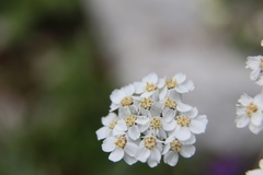 Achillea clavennae