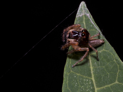 Artabrus aurantipilosus