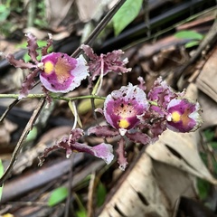 Oncidium fuscatum