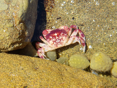 Cyclograpsus granulosus