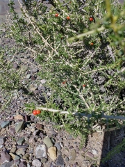 Lycium chilense chilense