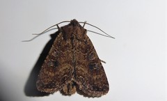 Ichneutica morosa
