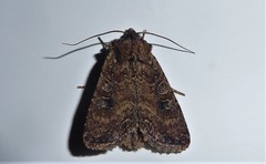 Ichneutica morosa