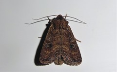 Ichneutica morosa