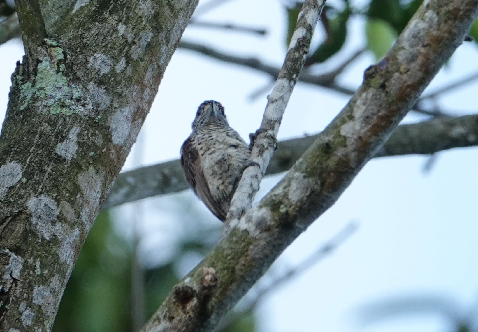 White-bellied Piculet (Picumnus spilogaster), photo 8