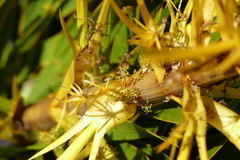Aciphylla horrida