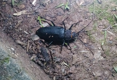 Ctenoscelis acanthopus