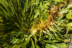 Aciphylla horrida