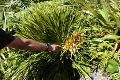 Aciphylla horrida