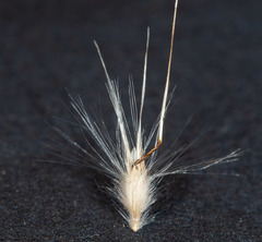 Rytidosperma longifolium