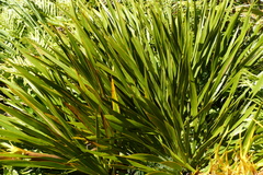 Aciphylla horrida