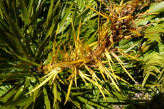 Aciphylla horrida