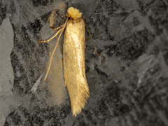 Edosa ochracea
