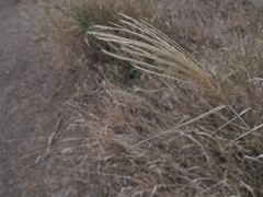 Trichloris pluriflora