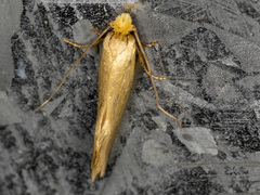 Edosa ochracea