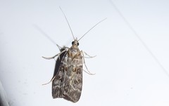 Scoparia tetracycla