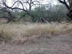 Trichloris pluriflora