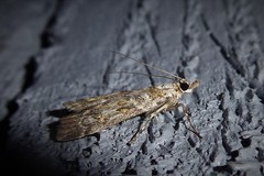 Scoparia tetracycla